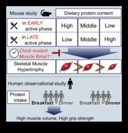 Yüksek Proteinli Diyetlerde Genetiğin Protein Kullanımına Etkisi