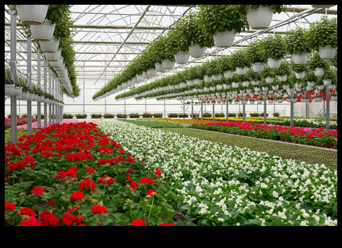 Blooms Açığa Çıktı: Bahçe Vahanız İçin İçeriden İpuçları