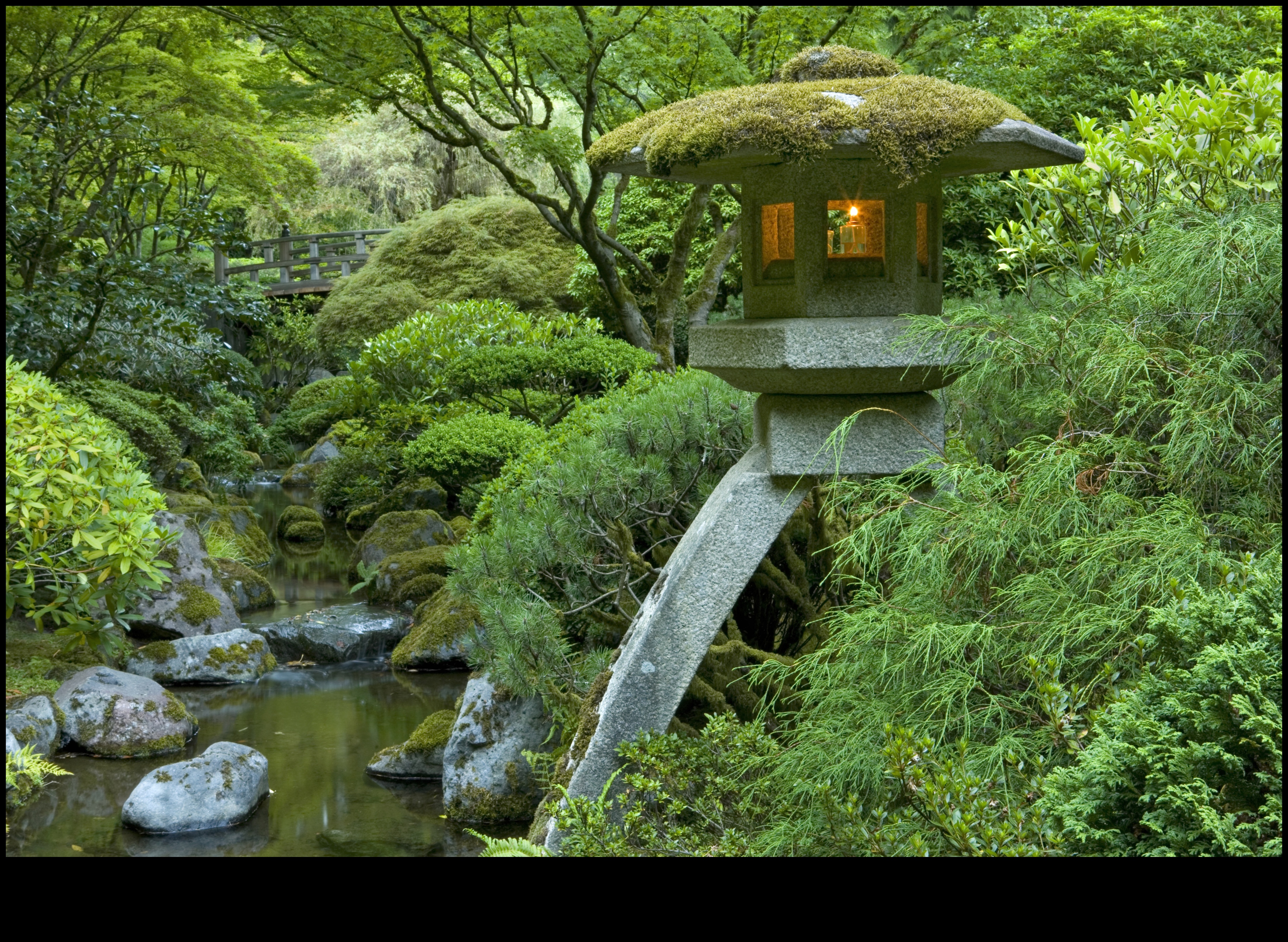 Çay Bahçeleri ve Huzur: Japon Özü Açığa Çıktı